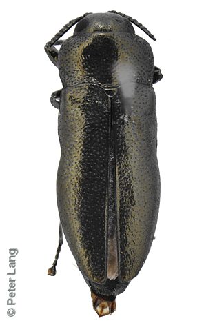 Germarica carteri, PL2487C, male, from Allocasuarina verticillata, SL, 3.7 × 1.3 mm